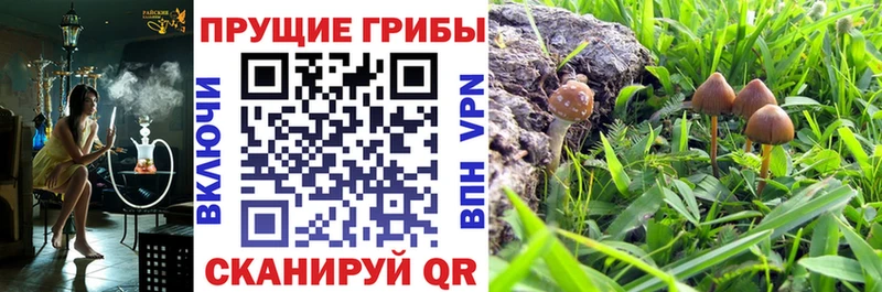 Галлюциногенные грибы MAGIC MUSHROOMS  блэк спрут онион  Тотьма 